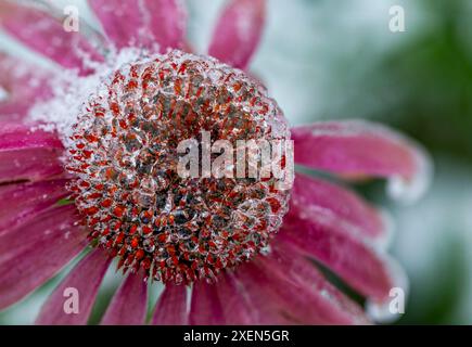 Gros plan extrême d'une fleur d'échinacée congelée recouverte de glace ; Calgary, Alberta, Canada Banque D'Images