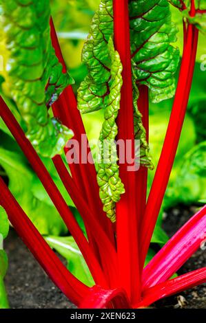 Gros plan d'une bette suisse à tige rouge (Beta vulgaris) poussant dans un jardin ; Calgary, Alberta, Canada Banque D'Images