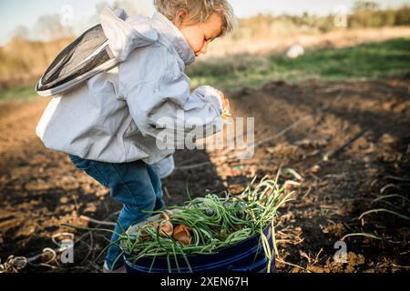 Un jeune enfant dans une veste blanche et un Jean bleu récolte des oignons frais dans un jardin. Banque D'Images