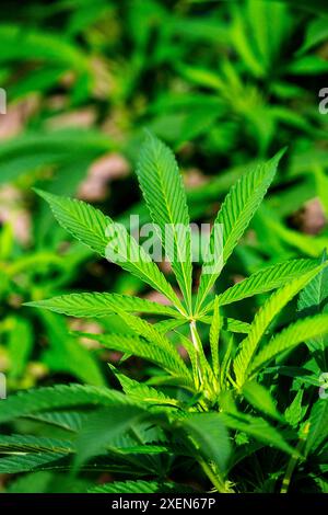 Gros plan d'une plante de cannabis (marijuana) poussant dans un jardin ; Port Colborne, Ontario, Canada Banque D'Images