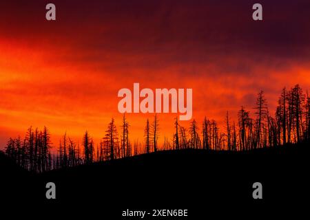 Rangée silhouette d'arbres brûlés au sommet d'une colline avec la lumière du ciel chaude et brillante en arrière-plan dans le parc national des lacs Waterton Banque D'Images