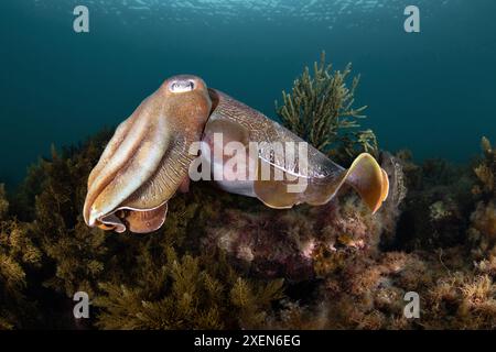 Cuttlefish géant australien, Whyalla Australie méridionale Banque D'Images