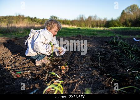 Une jeune fille dans une veste blanche récolte des oignons dans un jardin par une journée ensoleillée. Banque D'Images