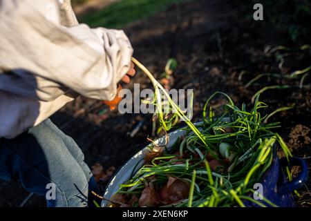 Une personne récolte des oignons verts dans un jardin, en plaçant les oignons dans un bol en métal. Banque D'Images