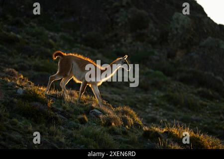 Guanaco (Lama guanicoe) descend la crête en contre-jour au coucher du soleil dans le parc national de Torres del Paine ; Chili Banque D'Images