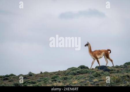 Guanaco (Lama guanicoe) descend la crête sous ciel nuageux dans le parc national Torres del Paine ; Chili Banque D'Images