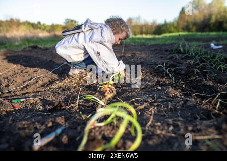 Une jeune fille s'accroupit dans un lit de jardin, tendant à une rangée de plants d'oignons. Banque D'Images