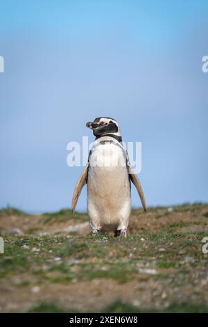 Manchot magellanique (Spheniscus magellanicus) sur une pente sous le ciel bleu ; île de Magdalena, région de Magallanes, Chili Banque D'Images