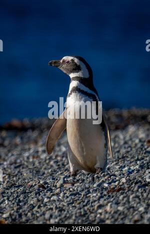 Manchot magellanique (Spheniscus magellanicus) sur la plage de galets montre caméra ; île de Magdalena, région de Magallanes, Chili Banque D'Images