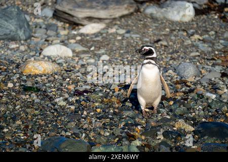 Manchot magellanique (Spheniscus magellanicus) se tient sur une caméra d'observation de bardeaux ; île de Magdalena, région de Magallanes, Chili Banque D'Images