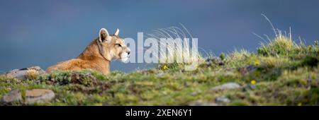 Panorama de puma (Puma concolor) situé sur une crête herbeuse dans le parc national Torres del Paine ; Chili Banque D'Images