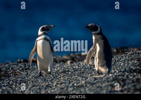 Deux manchots magellaniques (Spheniscus magellanicus) sur une plage ensoleillée ; île de Magdalena, Chili Banque D'Images