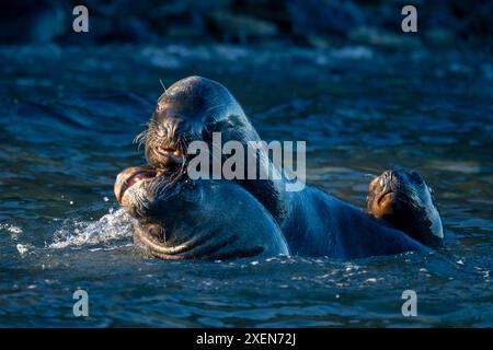 Otaries sud-américaines (Otaria flavescens) jouant dans la mer ; île de Magdalena, Chili Banque D'Images