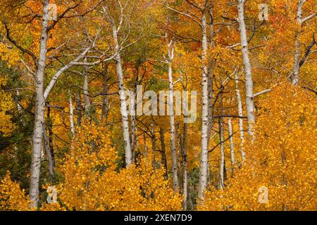 Une vue rapprochée des peupliers (Populus tremuloides) en forêt crée les couleurs d'une palette d'artistes pendant l'automne dans le Colorado Banque D'Images