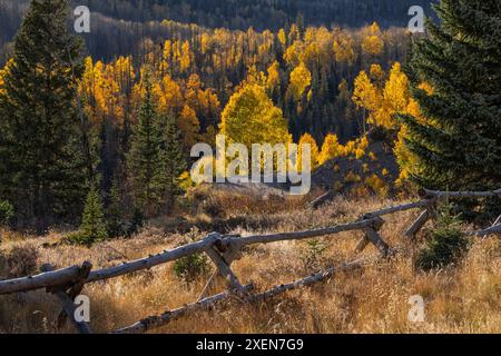 Vue panoramique de la forêt mixte avec une clôture en rondins et des peupliers dorés (Populus tremuloides) créant une palette virtuelle de couleurs en automne Banque D'Images