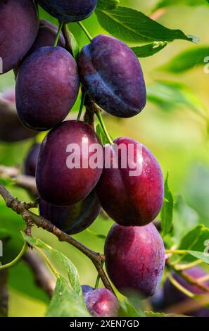 Gros plan de prunes violettes (Prunus cerasifera) sur une branche d'arbre ; Port Colborne, Ontario, Canada Banque D'Images