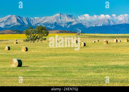 Balles de foin rondes dans un champ avec collines ondulantes, citrouille, chaîne de montagnes et ciel bleu en arrière-plan ; au nord de Longview, Alberta, Canada Banque D'Images