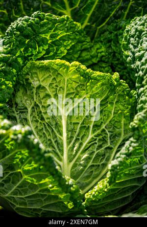 Gros plan d'un chou vert bouclé (Brassica oleracea) avec des feuilles brillantes de la lumière du soleil ; Port Colborne, Ontario, Canada Banque D'Images