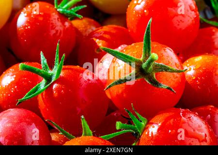 Gros plan de tomates cerises mûres (Solanum lycopersicum var. Cerasiforme) avec des gouttelettes d'eau dans un bol ; Studio shot, Alberta, Canada Banque D'Images