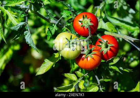 Gros plan de grosses tomates cerises (Solanum lycopersicum var. Cerasiforme) mûrissant sur la vigne dans un jardin ensoleillé ; Calgary, Alberta, Canada Banque D'Images