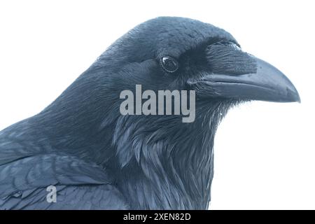 Portrait en gros plan d'un corbeau commun (Corvus corax) contre un ciel blanc ; Whitehorse, Yukon, Canada Banque D'Images