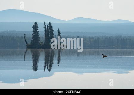 Plongeon commun (Gavia immer) nageant sur un lac tranquille en été à l'heure bleue. C'est le lac Tarfu dans la région des lacs du sud du Yukon Banque D'Images