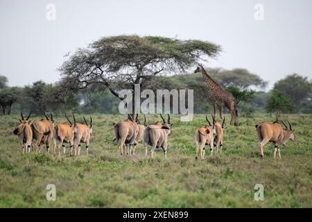 Elands communs (Taurotragus oryx) se dirigeant vers une seule girafe Massaï (Giraffa camelopardalis) près de Ndutu dans la zone de conservation du cratère du Ngorongoro... Banque D'Images