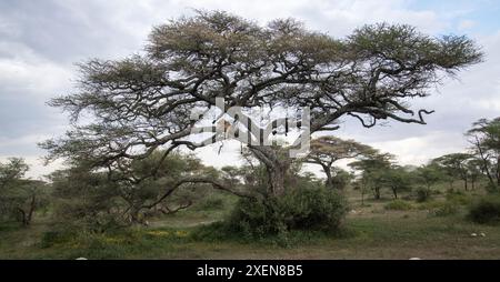 Lion africain solitaire (Panthera leo) endormi dans un arbre près de Ndutu dans la zone de conservation de Ngorongoro en Tanzanie ; Tanzanie Banque D'Images