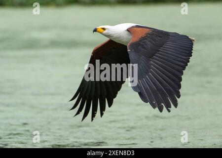 Portrait de l'aigle des poissons africains (Icthyophaga vocifer) volant bas au-dessus de l'eau à Ngare Sero Mountain Lodge ; Tanzanie Banque D'Images