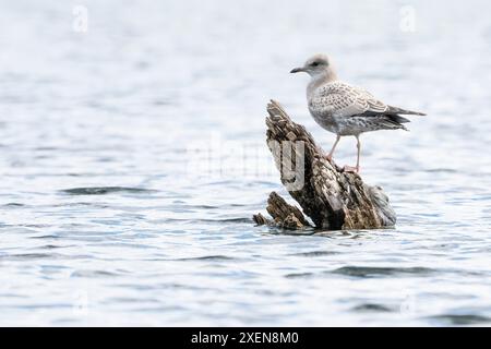 Mouette debout sur une bûche dans un lac Yukon ; Carmacks, Yukon, Canada Banque D'Images