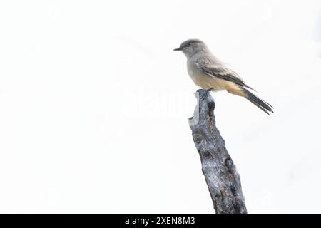 Phoebe de Say (Sayornis saya), un attrape-mouches de taille moyenne, perché sur une souche d'arbre sur un fond blanc ; Carmacks, Yukon, Canada Banque D'Images