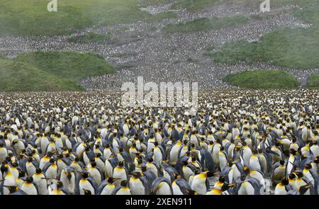 Colonie massive de manchots royaux (Aptenodytes patagonicus) se dressant près les uns des autres sur les rives de la plaine de Salisbury, sur l'île de Géorgie du Sud Banque D'Images