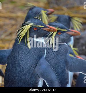 Gros plan d'un groupe de manchots tchoux du nord (Eudyptes moseleyi) sur l'île de Nightingale ; Groupe de l'île de Tristan da Cunha, océan Atlantique Sud Banque D'Images