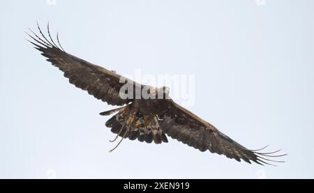 Aigle doré (Aquila chrysaetos) volant contre un ciel bleu avec des ailes déployées descendant vers le leurre au Festival de l'aigle ; Ölgii, Mongolie Banque D'Images