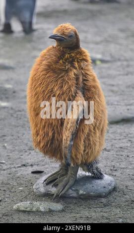 Portrait en gros plan d'un manchot royal (Aptenodytes patagonicus) poussin dans son plumage juvénile, debout sur un rocher sur la plage ; South Georgia Island Banque D'Images