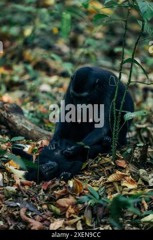 Deux macaques à crête de Célèbes (Macaca nigra) sur le sol en feuilles mortes, l'un couché et l'autre assis et toilettant, à Tangkoko Batuang... Banque D'Images