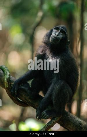 Macaque à crête de Célèbes (Macaca nigra) assis sur une branche d'arbre dans la réserve naturelle de Tangkoko Batuangus, Indonésie Banque D'Images