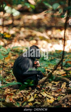 Macaque à crête de Célèbes (Macaca nigra) mère et bébé assis sur le sol sur une branche d'arbre dans des feuilles mortes dans la réserve naturelle de Tangkoko Batuangus, ... Banque D'Images