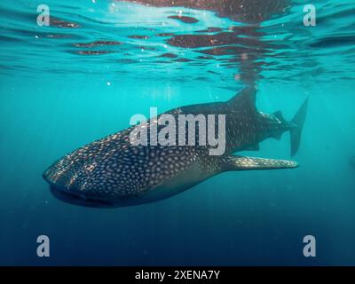 Requin baleine (Rhincodon typus) nageant dans l'eau turquoise claire du golfe de Tomini, mer des Moluques Banque D'Images