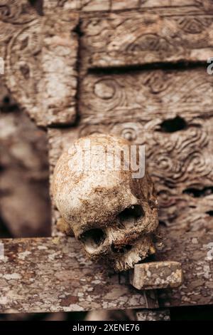 Crâne à Ke'te Kesu Toraja, un célèbre site de sépulture traditionnel pour le peuple Toraja ; Rante Pao, Sulawesi du Sud, Indonésie Banque D'Images