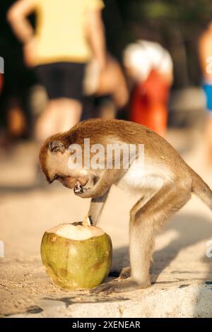 Singe mangeant une noix de coco en Thaïlande ; Krabi, Thaïlande Banque D'Images