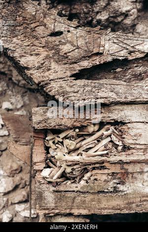 Ossements sur un site de sépulture dans l'ancien village de Ke'te Kesu' dans les Highlands de Toraja, Indonésie Banque D'Images