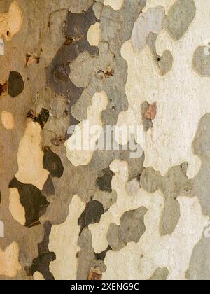 Portugal, Obidos. Gros plan de l'écorce d'un arbre marbré Sycamore platanus bordant une passerelle. Banque D'Images