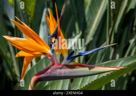 Bird of Paradise flower Banque D'Images