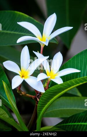 Plumeria blanc Banque D'Images
