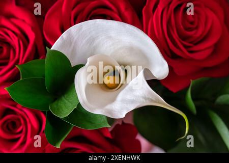 Rose rouge et lys Calla blanc Banque D'Images