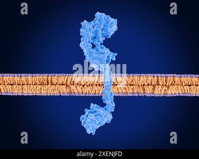 Illustration de la forme inactive du récepteur 3 du facteur de croissance épidermique humain (HER3, bleu) sur une membrane cellulaire (violet et orange). HER3 appartient à la famille des protéines du récepteur du facteur de croissance épidermique (EGFR). Elle est normalement cruciale pour la prolifération cellulaire, la survie et la différenciation, en particulier pendant le développement. Cependant, lorsqu'il est exprimé anormalement, il peut augmenter la croissance, la prolifération et la résistance des cellules cancéreuses à la chimiothérapie. En tant que tel, HER3 est une cible pour certains traitements contre le cancer. Banque D'Images