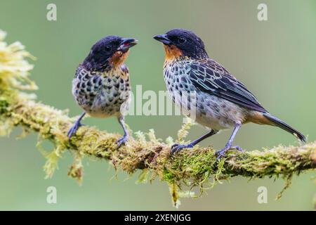 Tanagers à gorge rousse, parents nourrissant leurs jeunes enfants dans la forêt menacée de Choco en Équateur Banque D'Images