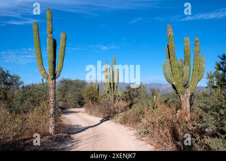 Mexique, basse-Californie du Sud. La Ventana, sentier à travers la forêt de cactus cardon. Banque D'Images