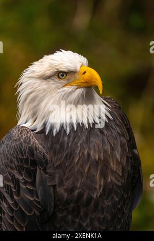 États-Unis, Alaska, Sitka, Alaska Raptor Center. Aigle chauve captif. ©Cathy & Gordon Illg / Galerie Jaynes / DanitaDelimont.com Banque D'Images